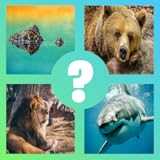 - LEARN how to properly spell Victory Royale Weapon Trivia