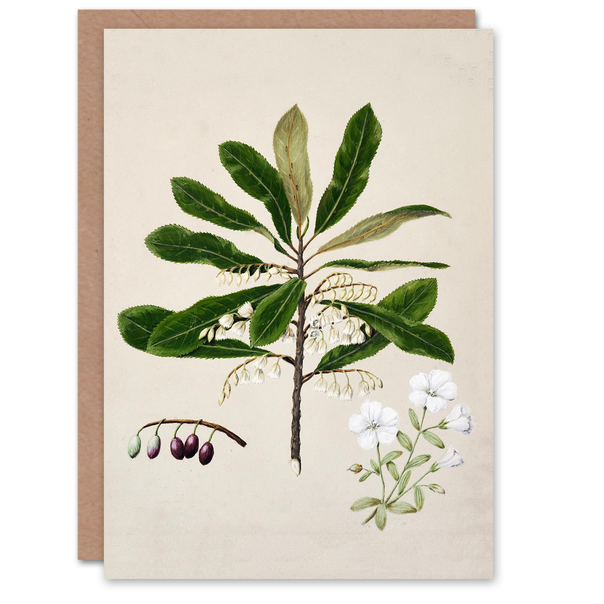 Artery8 Sarah Featon Art Card New Zealand Rauhuia and Hinau Flowers