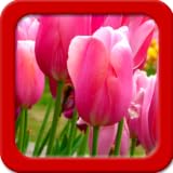 Fantastische Live Wallpapers Tulpen Live Wallpapers
