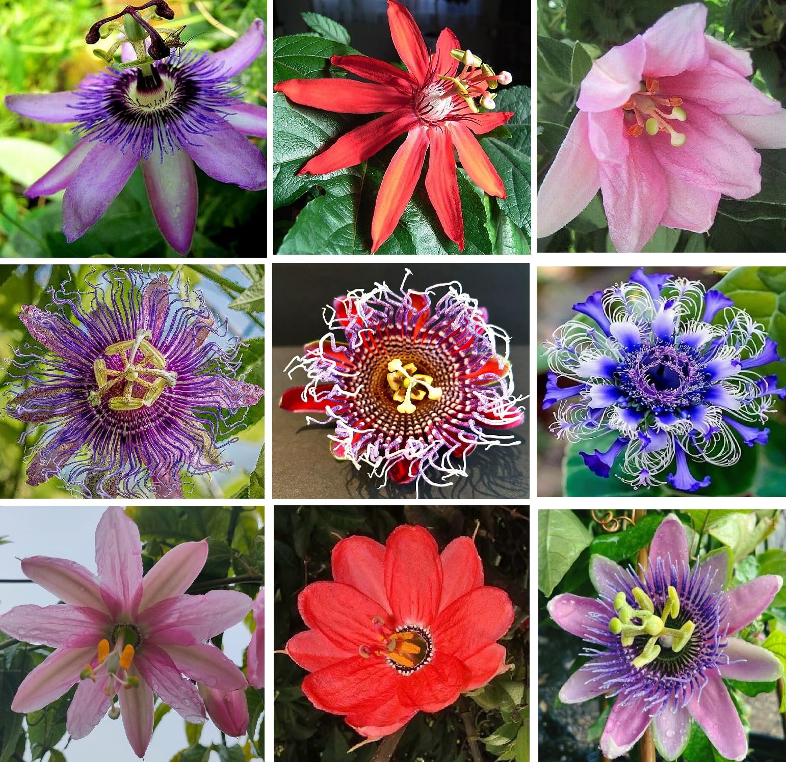 Passion Flower Seeds Mix | 8 Passiflora cultivars | 50+ Seeds | Climber