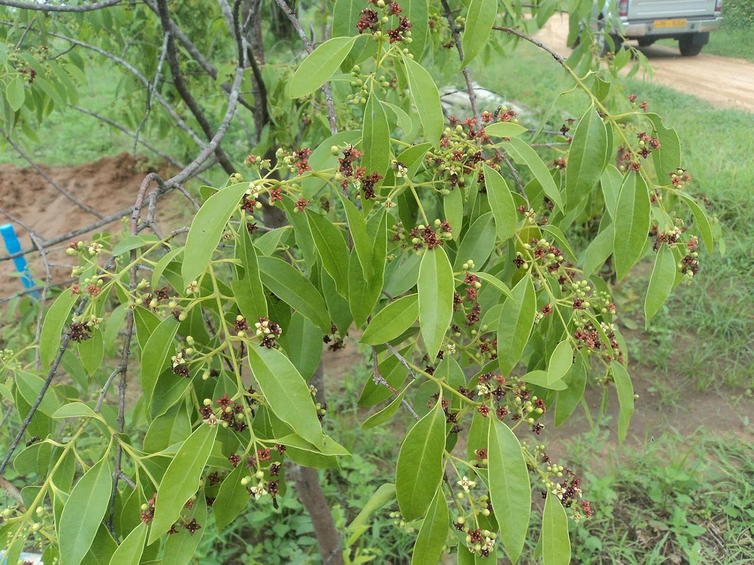 Nursery Live Rare Indian Sandalwood Tree Plant (Santalum album) 1