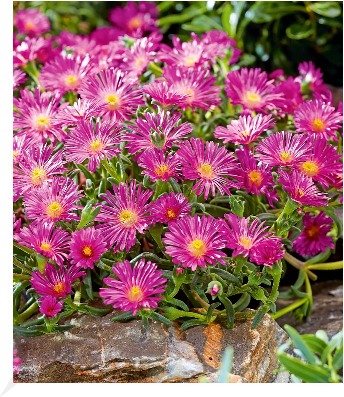 BALDUR Garten Winterharte Mittagsblume "Ocean Sunset® Violet",3