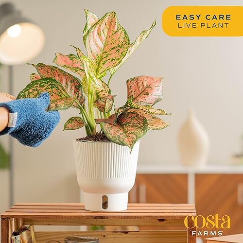 Miniatura 4 de Costa Farms Trending Tropicals - Planta de interior viva Aglaonema en maceta decorativa de riego automático, 1 pie de alto