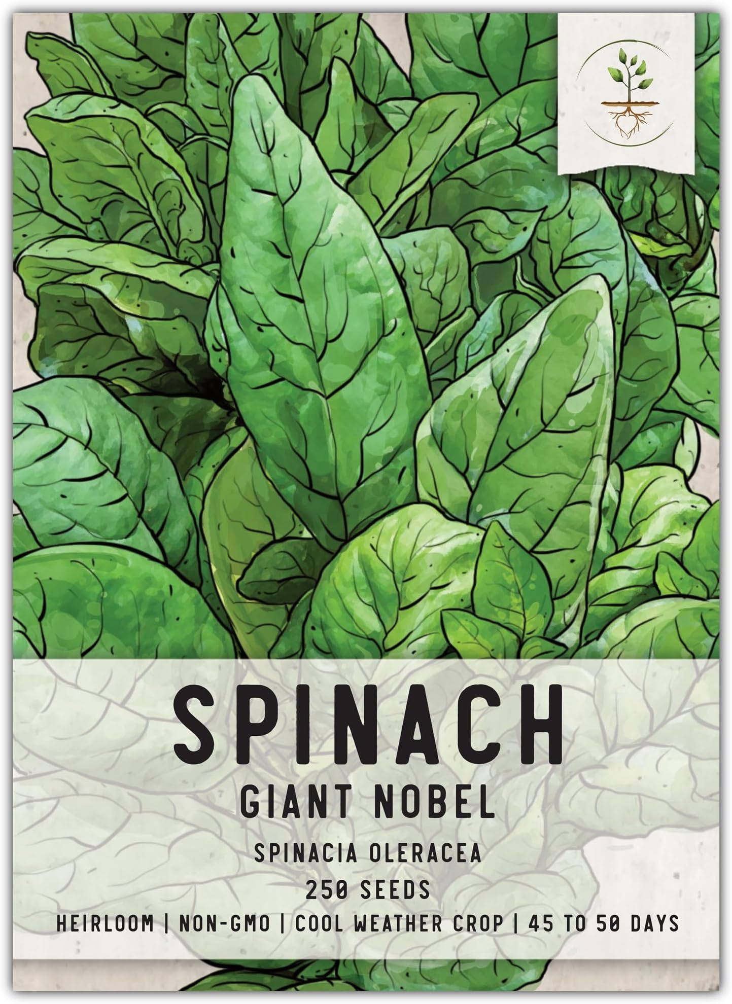 Bloomsdale Spinach Seeds - 500 Seeds, Heirloom, Open Pollinated, Everwilde Farms (2024)