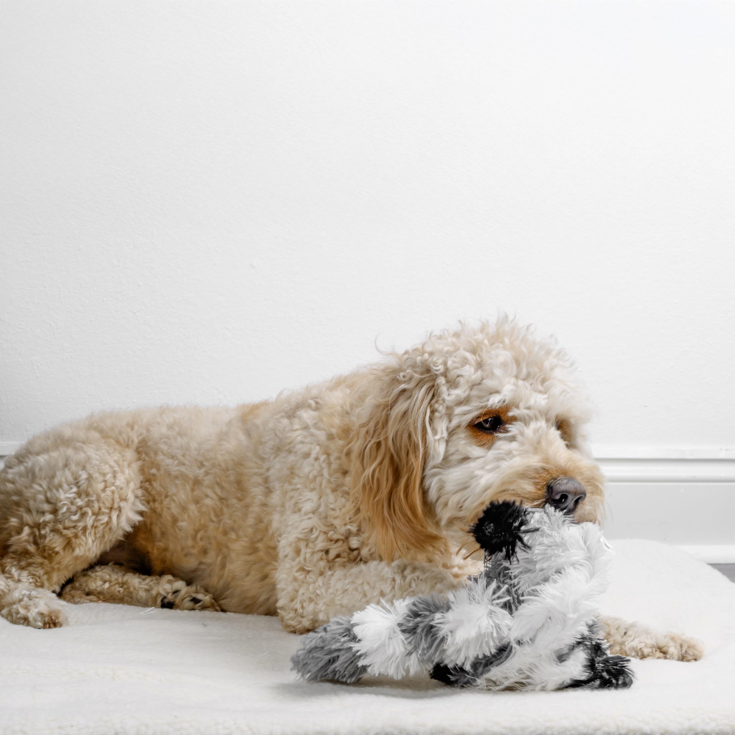 FGA MARKETPLACE Plüsch-Hundespielzeug, ohne Füllung, kein Quietschen, lustiger Stil, wird dein Haustier stundenlang unterhalten, empfohlen für kleine und mittelgroße Hunde, 53,3 cm lang, Waschbär