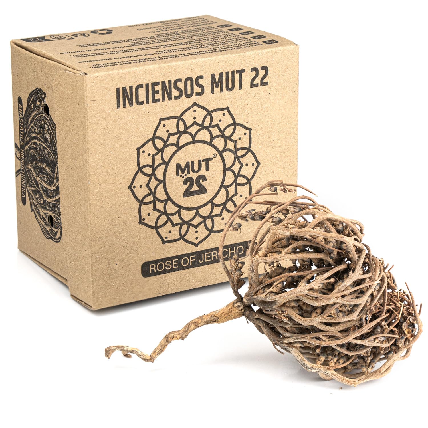 MUT22 Real Jericho Rose Large 8-10 cm - Natural Original Maryam Flower - Opening Ritual with Water - Spiritual Use, Meditation and Energy Cleansing - Chajarat Mariam