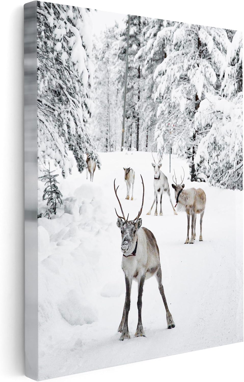Poster Master Reindeer At Snowfield Canvas - Winter Print - Photography Art - Deer Art - Gift for Him, Her & Animal Lover - Wall Decor for Bedroom, Living Room or Kid's Room - 8x10 STRETCHED Canvas
