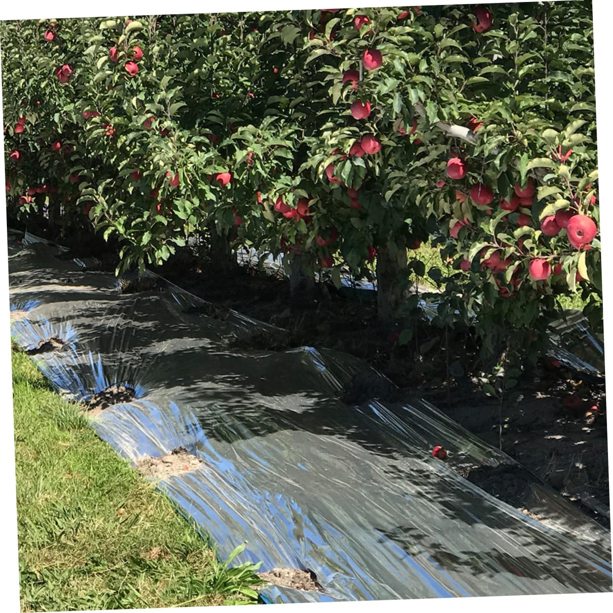 TOYANDONA Reflective Plant Film Dual-Sided Emergency Thermal Sheet for Gardening Greenhouse Use and Outdoor Activities Durable Tear-Resistant Promotes Plant Growth