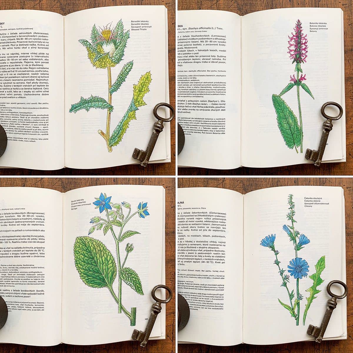 チェコの古い植物図鑑 チェコの古い植物図鑑 Yahoo!オークション