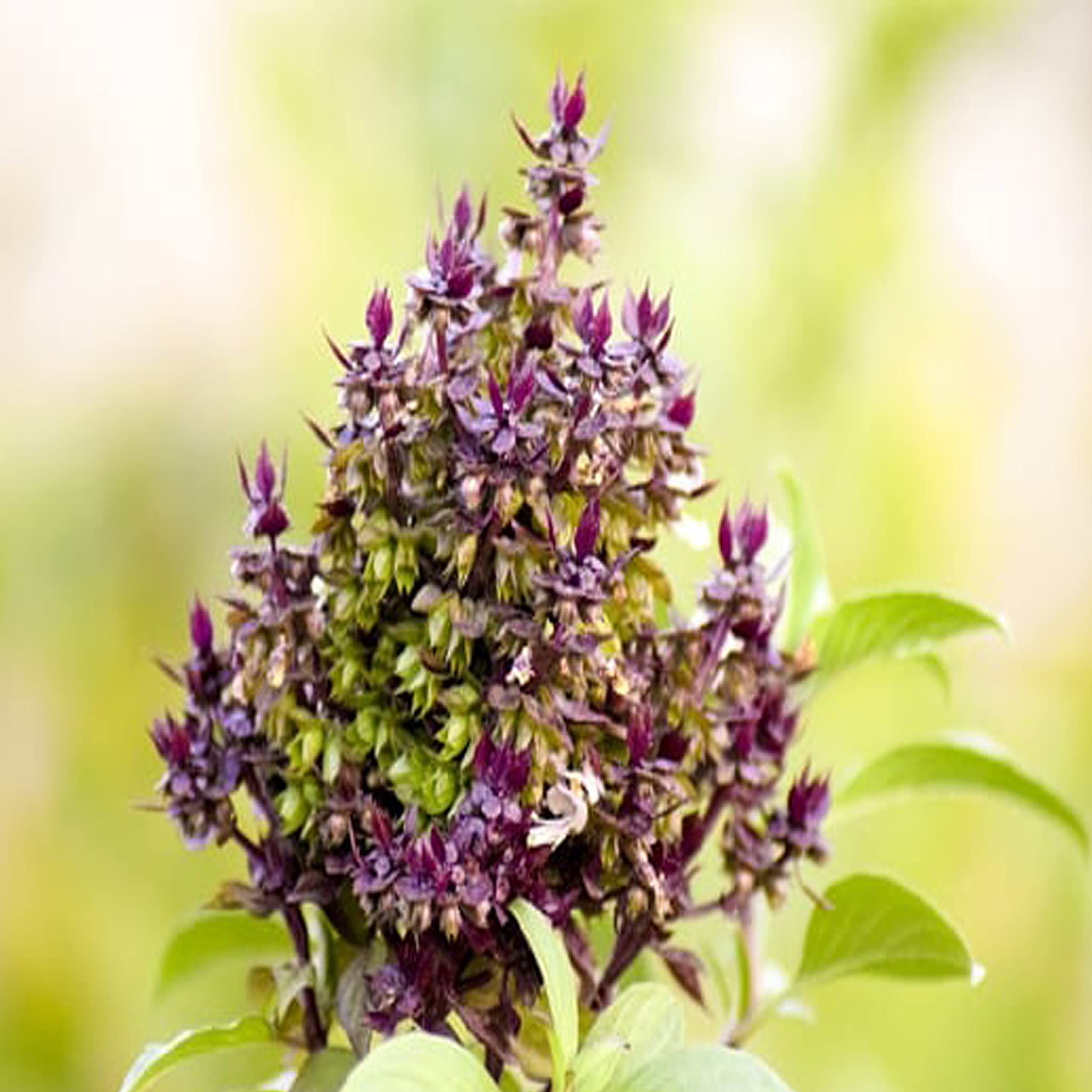 Organic Sugandhit Tulsi Seeds,Fragrant and Medicinal Holy Basil Seeds Herb for Home Gardening (B0C6LZRCJH) Amazon Price History, Amazon Price Tracker