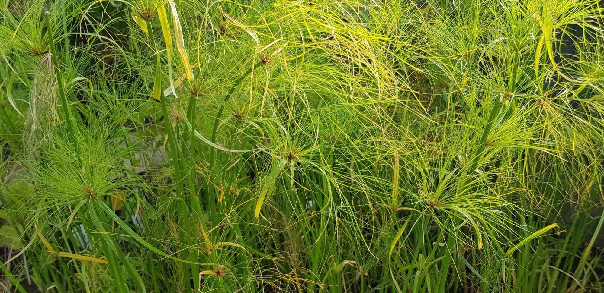Lincolnshire Pond Plants Ltd - Cyperus Percamenthus 'King TUT' - Marginal Pond Plants - MBP031-3 / 3Ltr