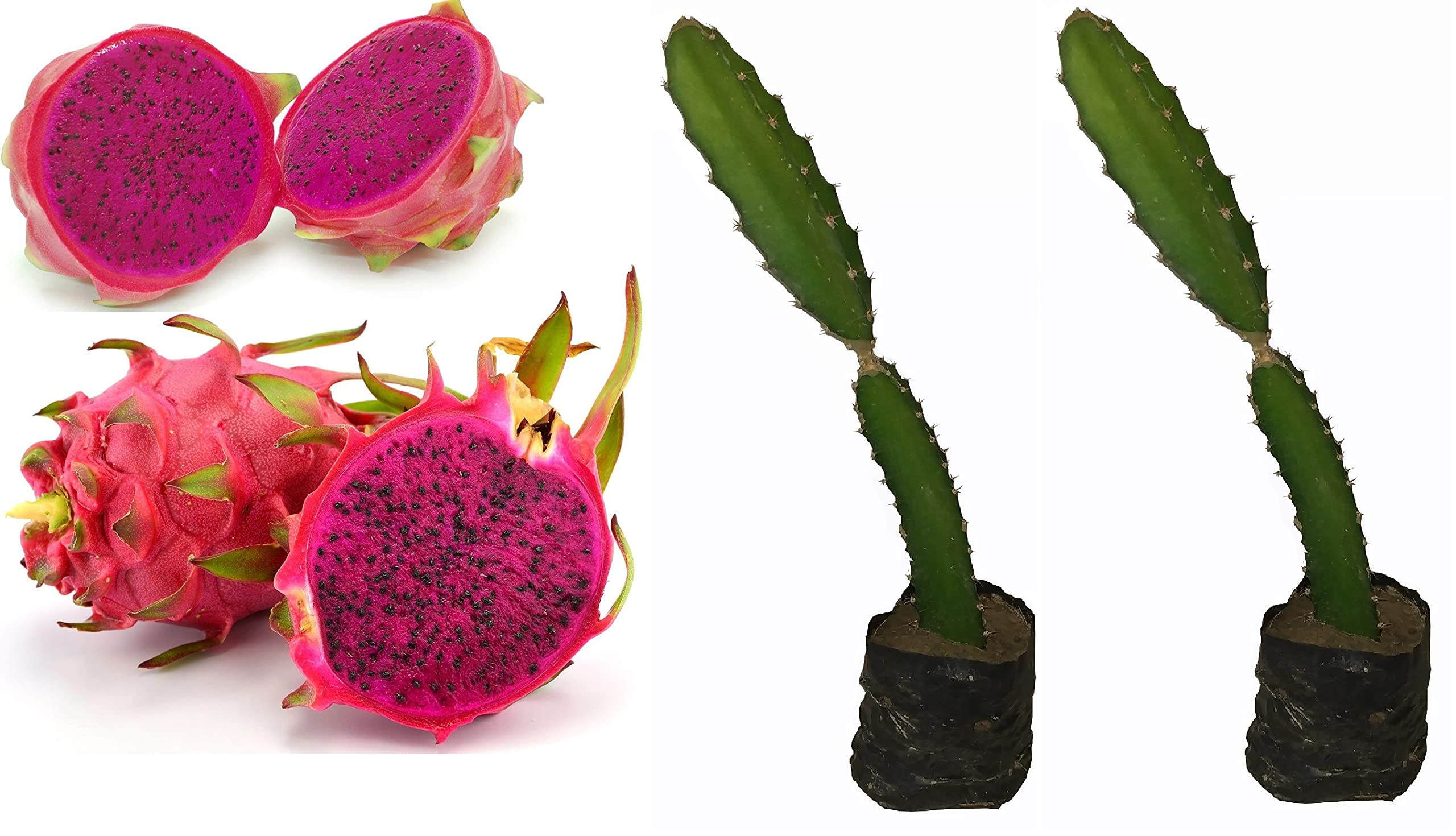 See full amazon price history chart for GLOBAL GREEN Red Dragon Tree Hybrid (pack of 2) height 7 to 11 inches GLOBAL GREEN Red Dragon Tree Hybrid (pack of 2) height 7 to 11 inches (B098JN5MF6) Amazon Price History, Amazon Price Tracker