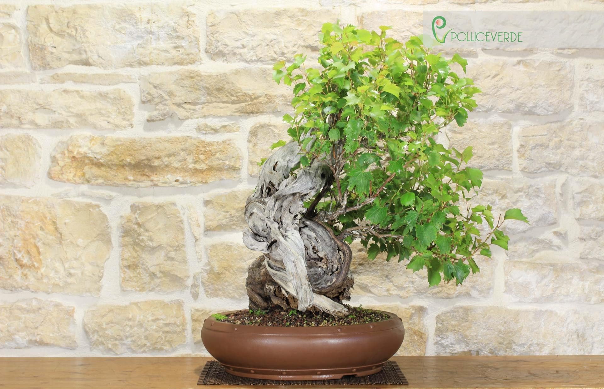 Bonsai Yamadori di Vite Selvatica (3)
