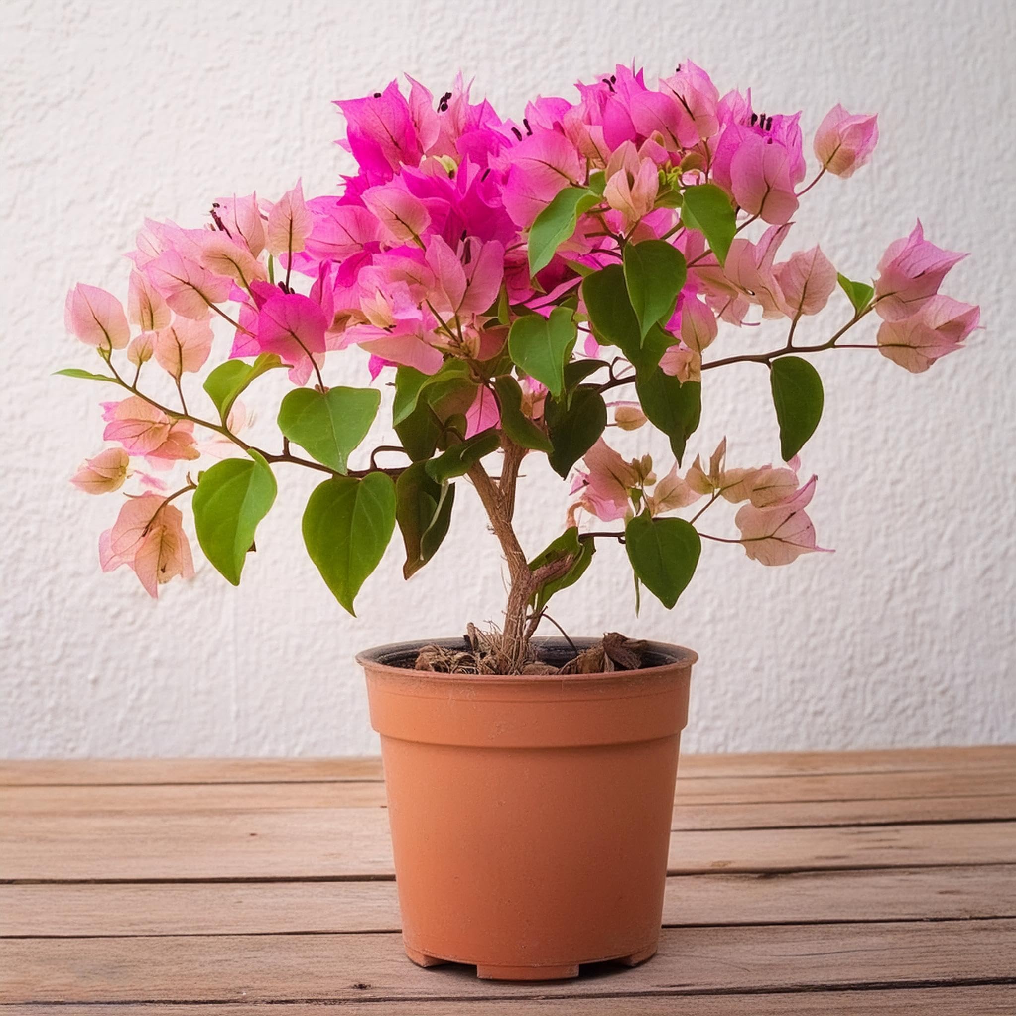 SOURAV NURSERY Bougainvillea Live Plant Pink Colorful Beauty for Your Garden (B0D4TT4WD6) Amazon Price History, Amazon Price Tracker