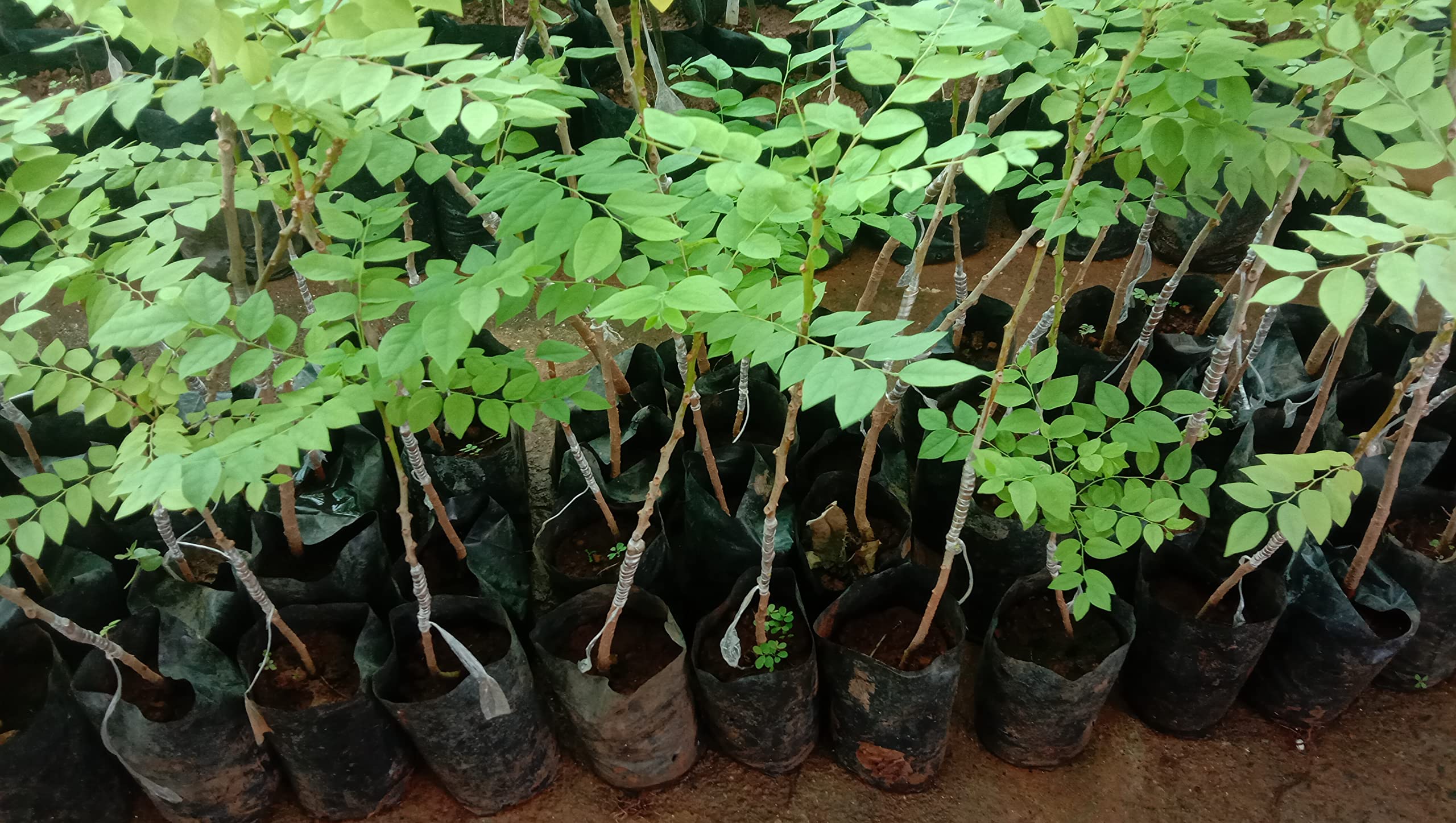 Seedseller Grafted Live Plant Ari Nellikka Arinelli Phyllanthus Acidus ...