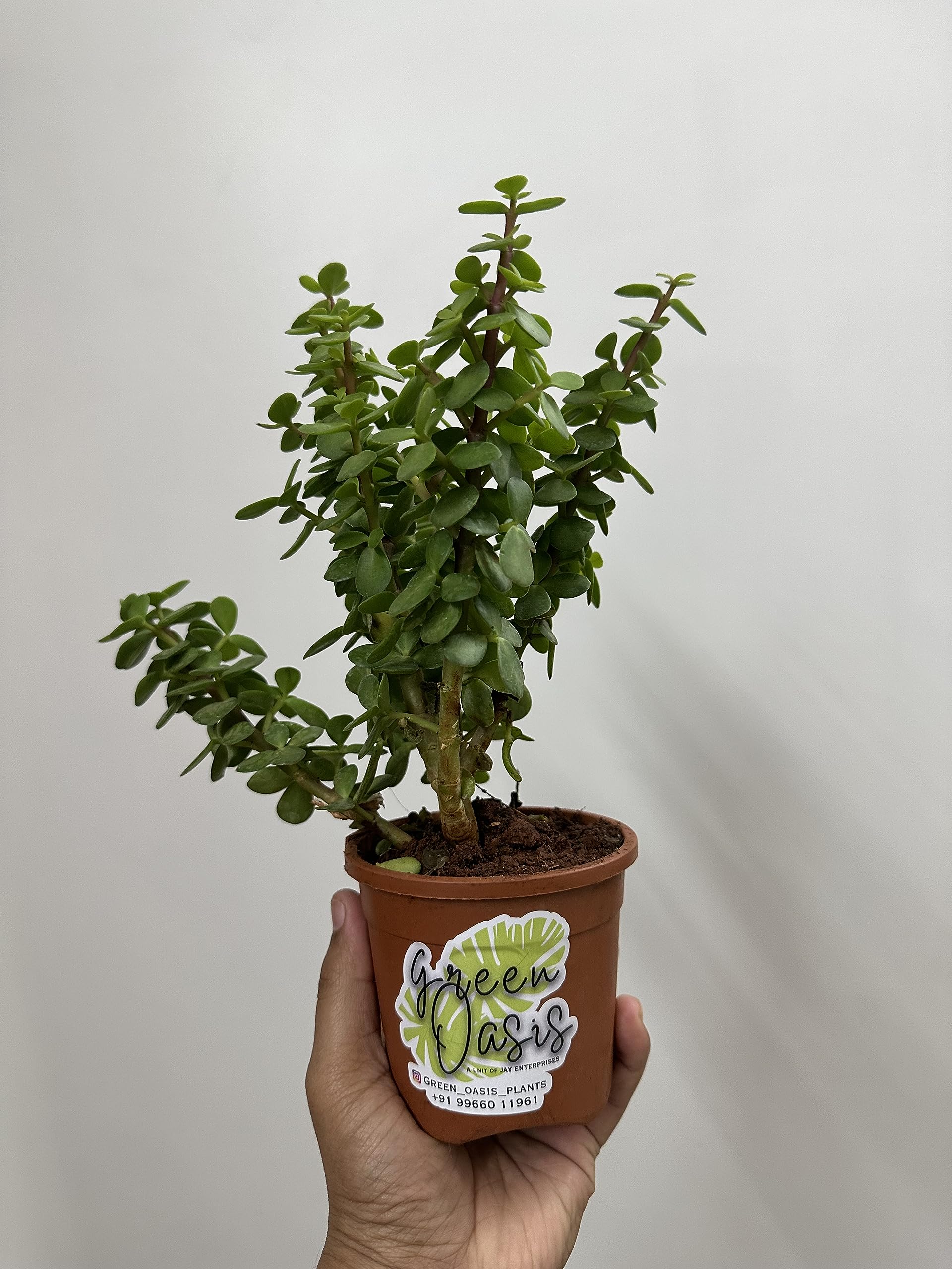 Jade.co Live Jade Plant Crassula Ovata Lucky Plant Money Plant Money Tree (B09FQDQH7D) Amazon Price History, Amazon Price Tracker