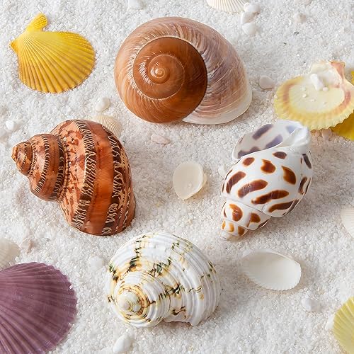 Miniatura 2 de QICQDRAM 4 conchas de cangrejo ermitaño grandes de 2 a 3.5 pulgadas, conchas naturales de cangrejo ermitaño de apertura de 1 a 1.5 pulgadas, para
