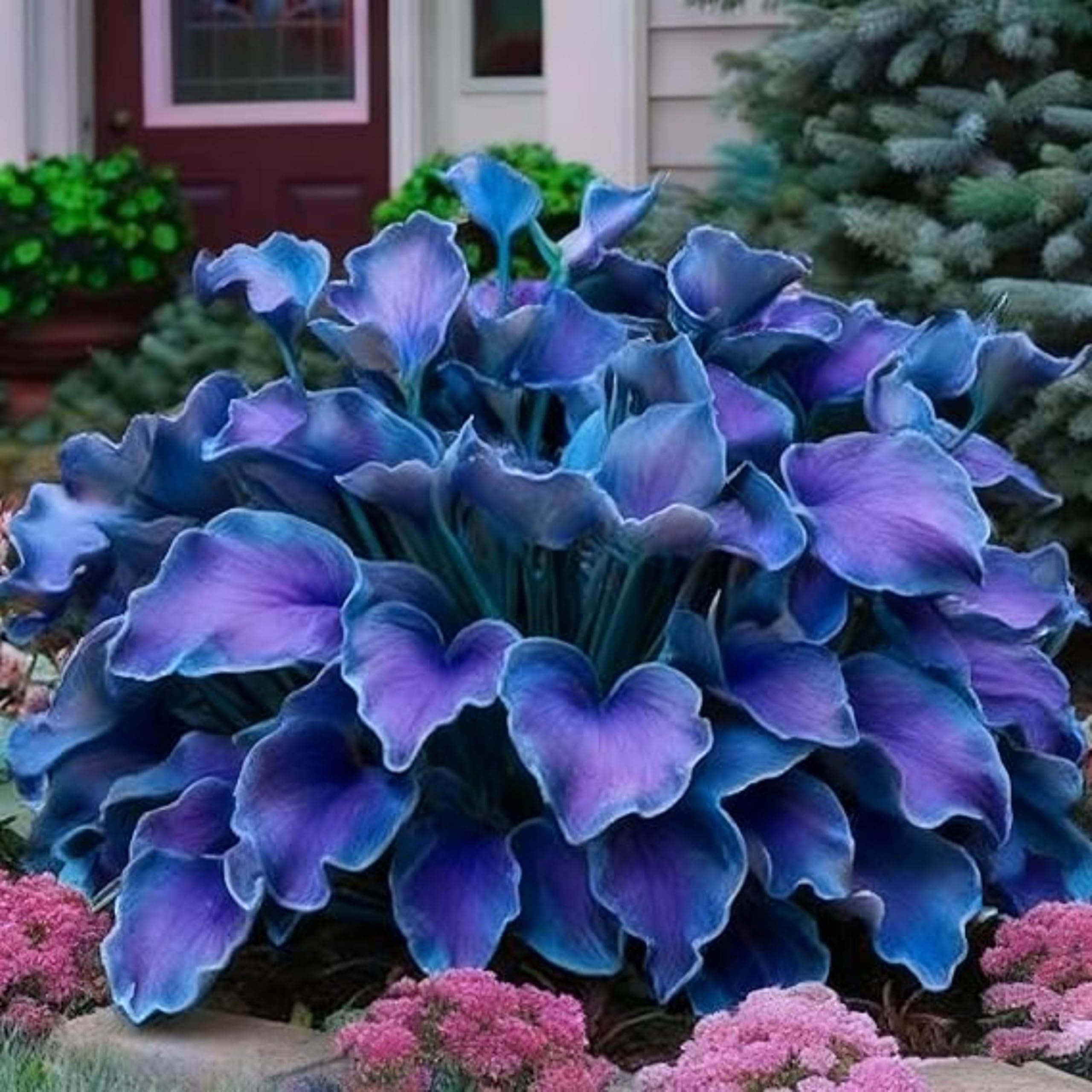 Garden Bulbs, Midnight Blue Hosta Bulbs Live, Hosta Plants for Sale, Excellent Display, Perennial, Easy Plant, Wedding Ornamental Flowers, 8bulbs-f