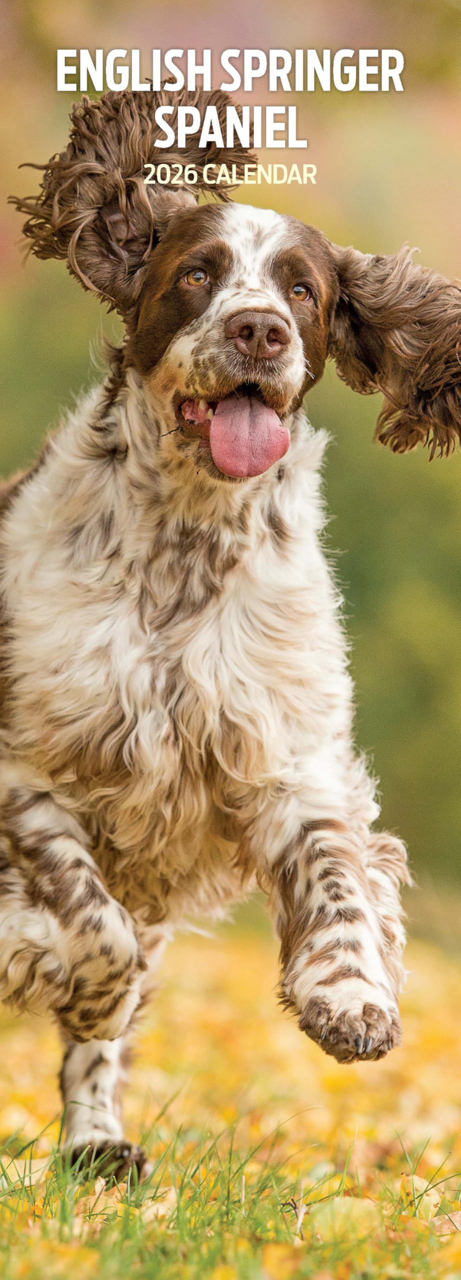 English Springer Spaniel 2026 Slim Calendar