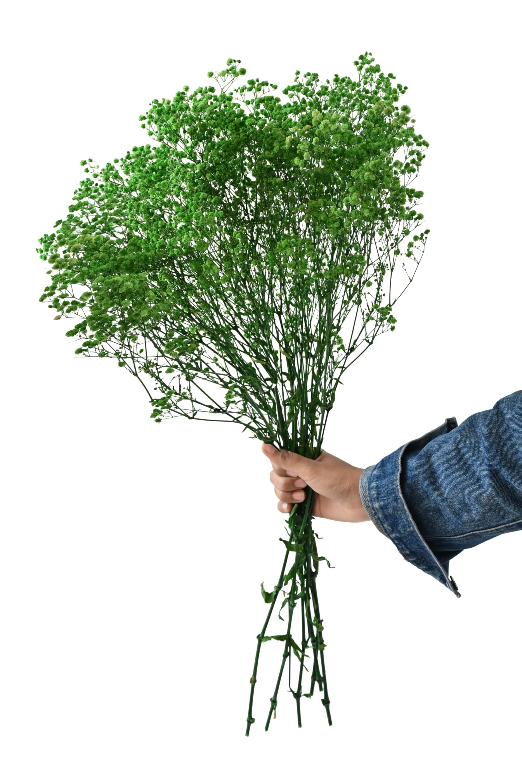 Versailles Preserved Green Baby's Breath Bouquet | Preserved Gypsophila Flowers for Home Decor, Wedding Centerpieces, DIY Crafts | Real Flowers | Luxury Home Decor | Gift for Women-image-47