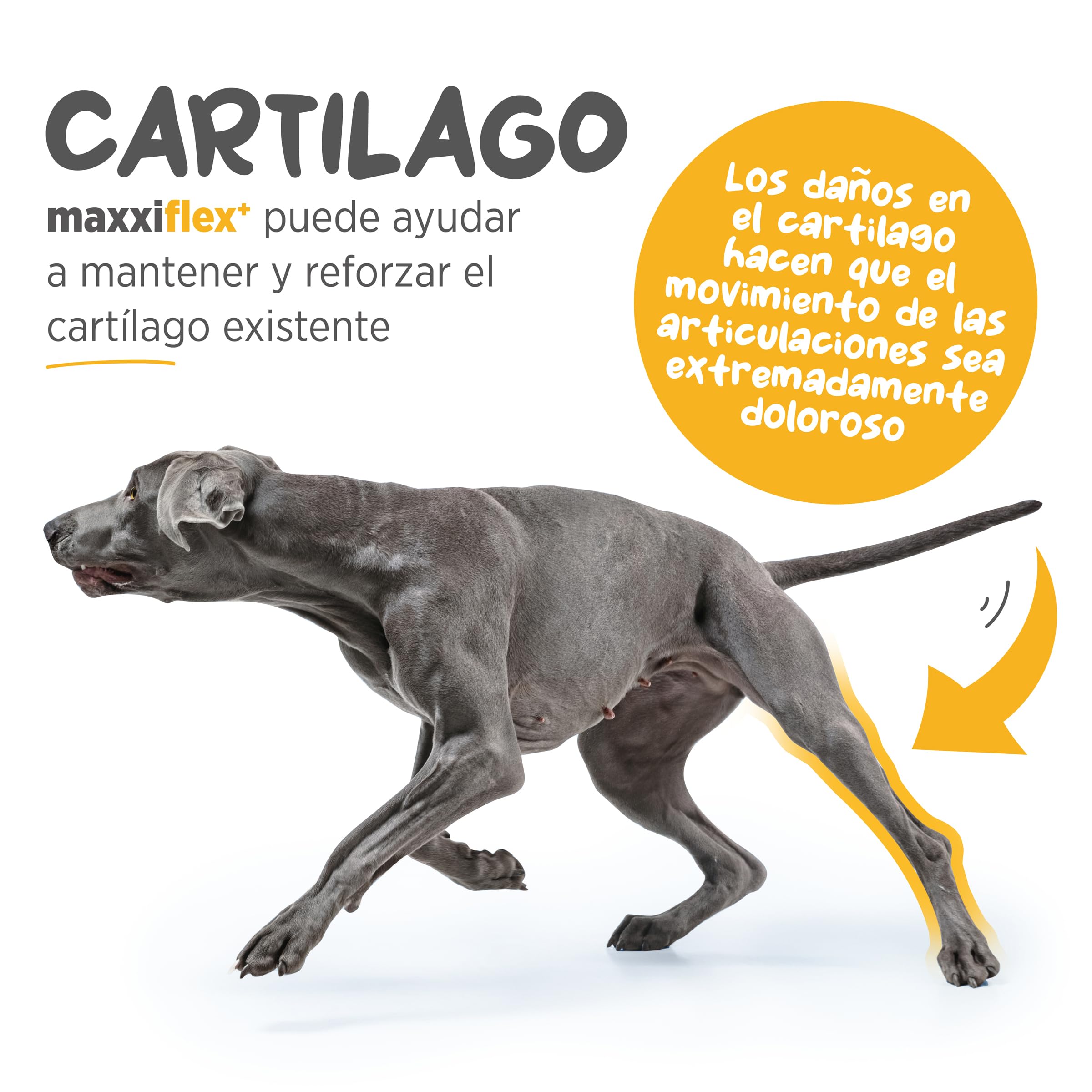 maxxipaws maxxiflex+ Caderas y Articulaciones - Suplemento Condroprotector para Perros Adultos - 120 Comprimidos