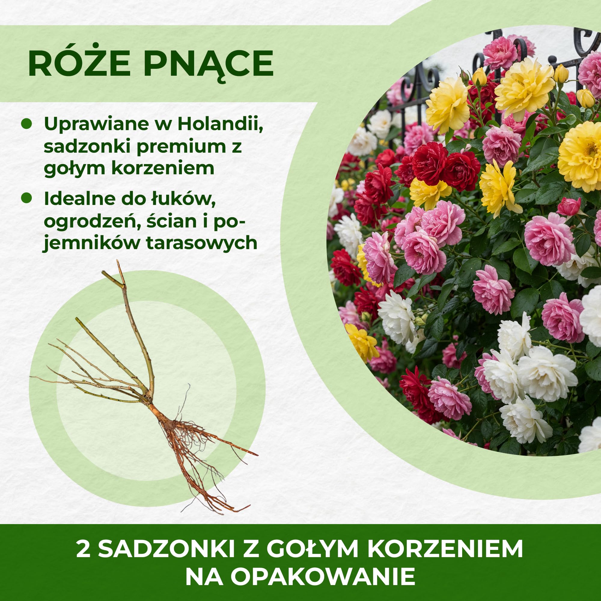 Mieszanka Krzewów Róż Z Gołym Korzeniem – Osiria/Malaga/Blue Moon/La