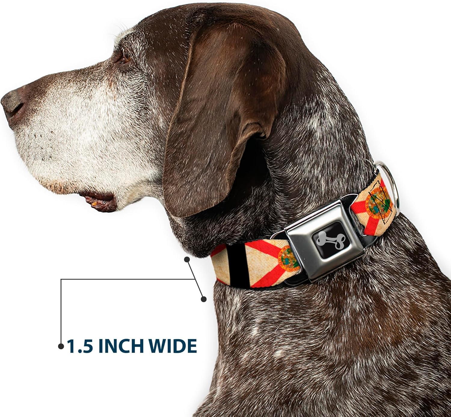 Dog Collar Seatbelt Buckle Florida Flags Black 11 to 17 Inches 1.0 Inch Wide