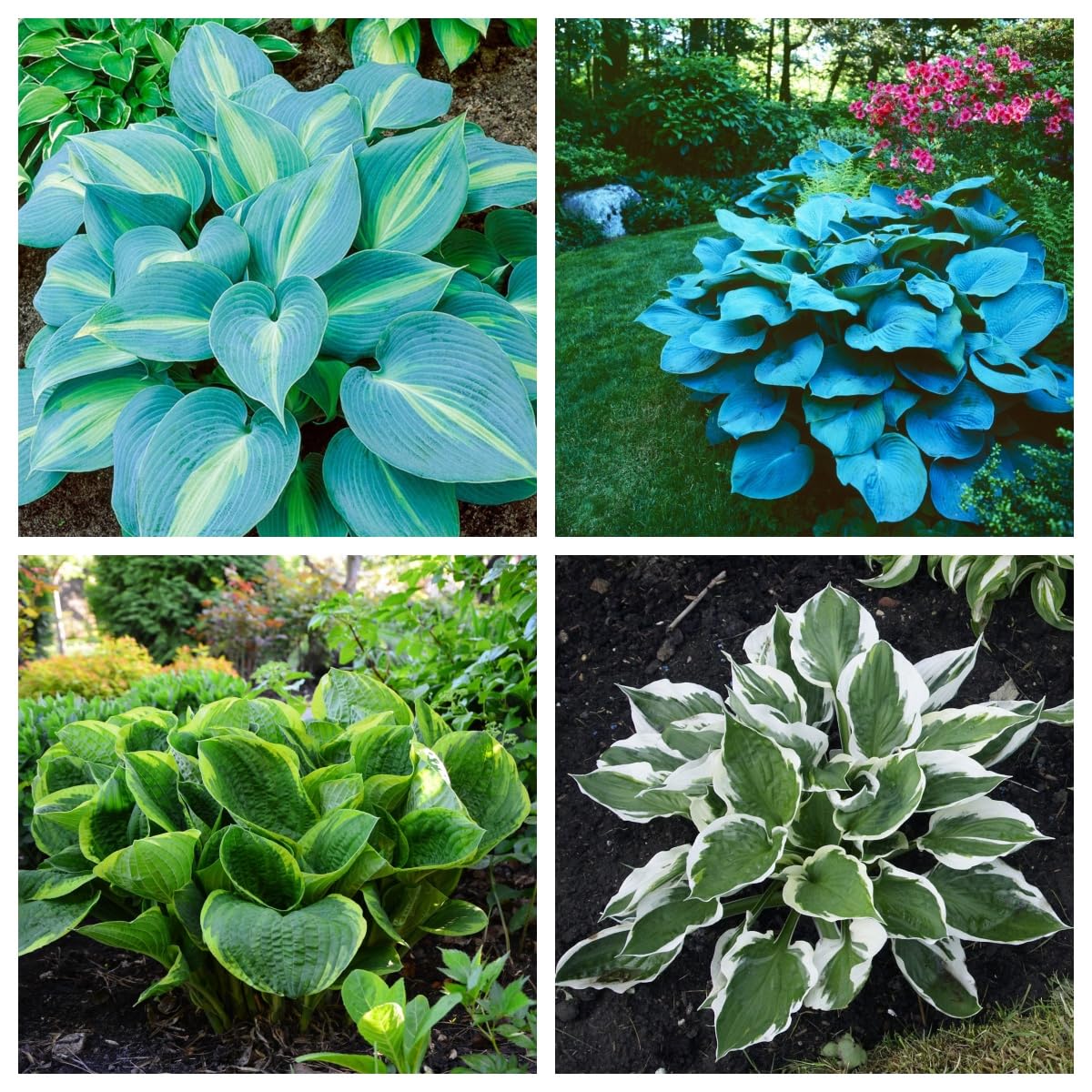 Hosta Bulbs, Cold-Resistant, Easy to Care for,Strong Plants That Grow Well/Mix Golden Jade Carving Feels Perfect-10bulbs-E