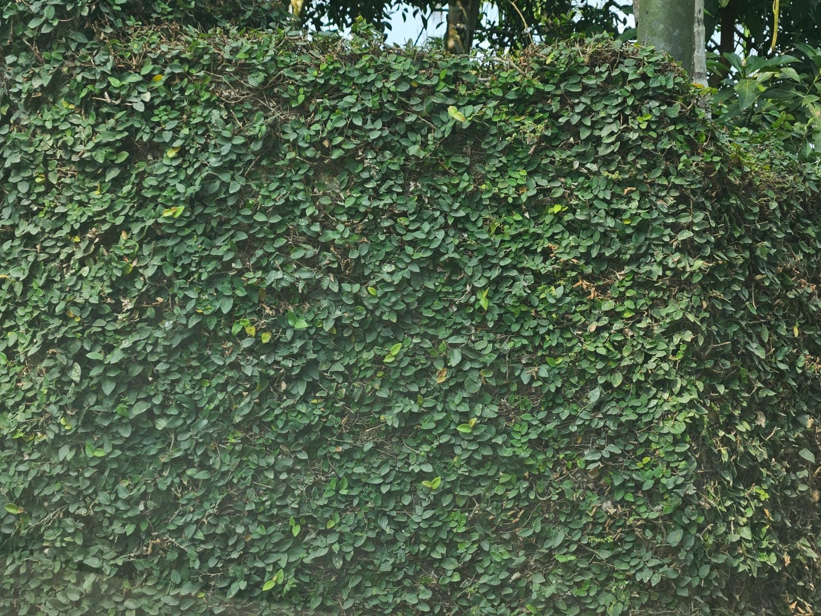 WYNORG Wall Creeper Ficus Pumila Live Plant | Creeping Fig | Fast-Growing Evergreen Air-Purifying Climber Vine for Brick Walls | Creeper Plant for Garden, Landscaping (WALL CREEPER 1)