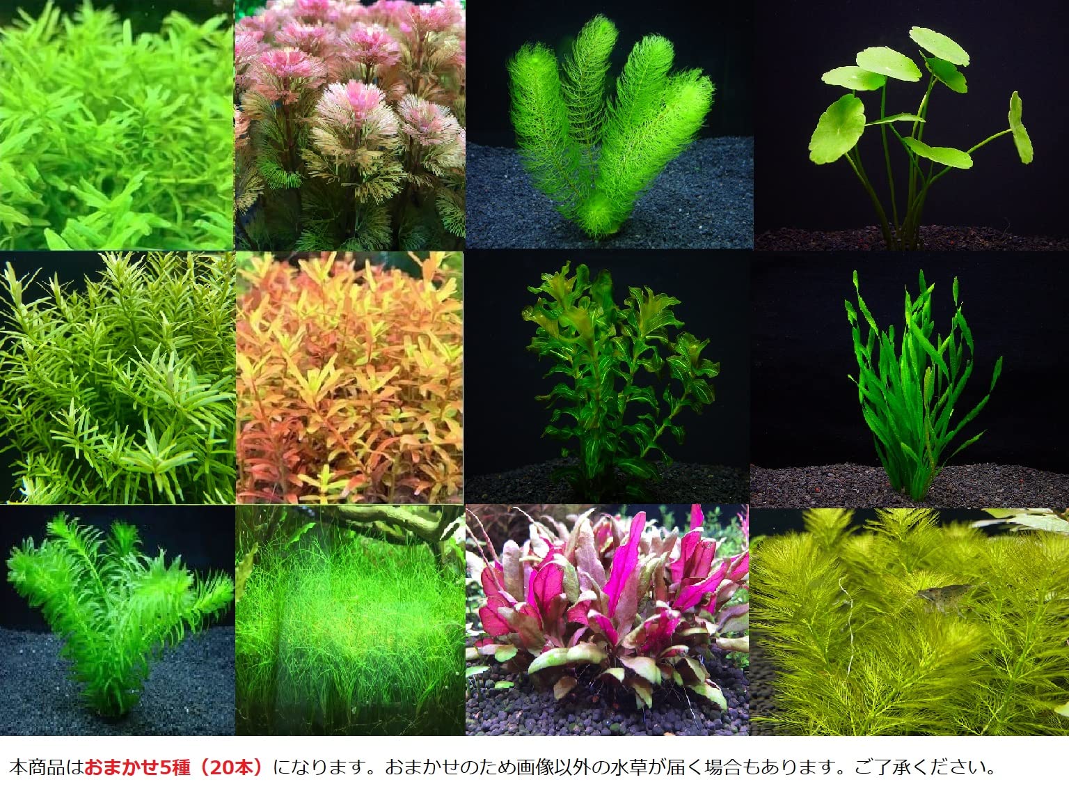水中葉 水草セット 無農薬 3種類 無害虫 - メルカリ 無害虫｜Yahoo