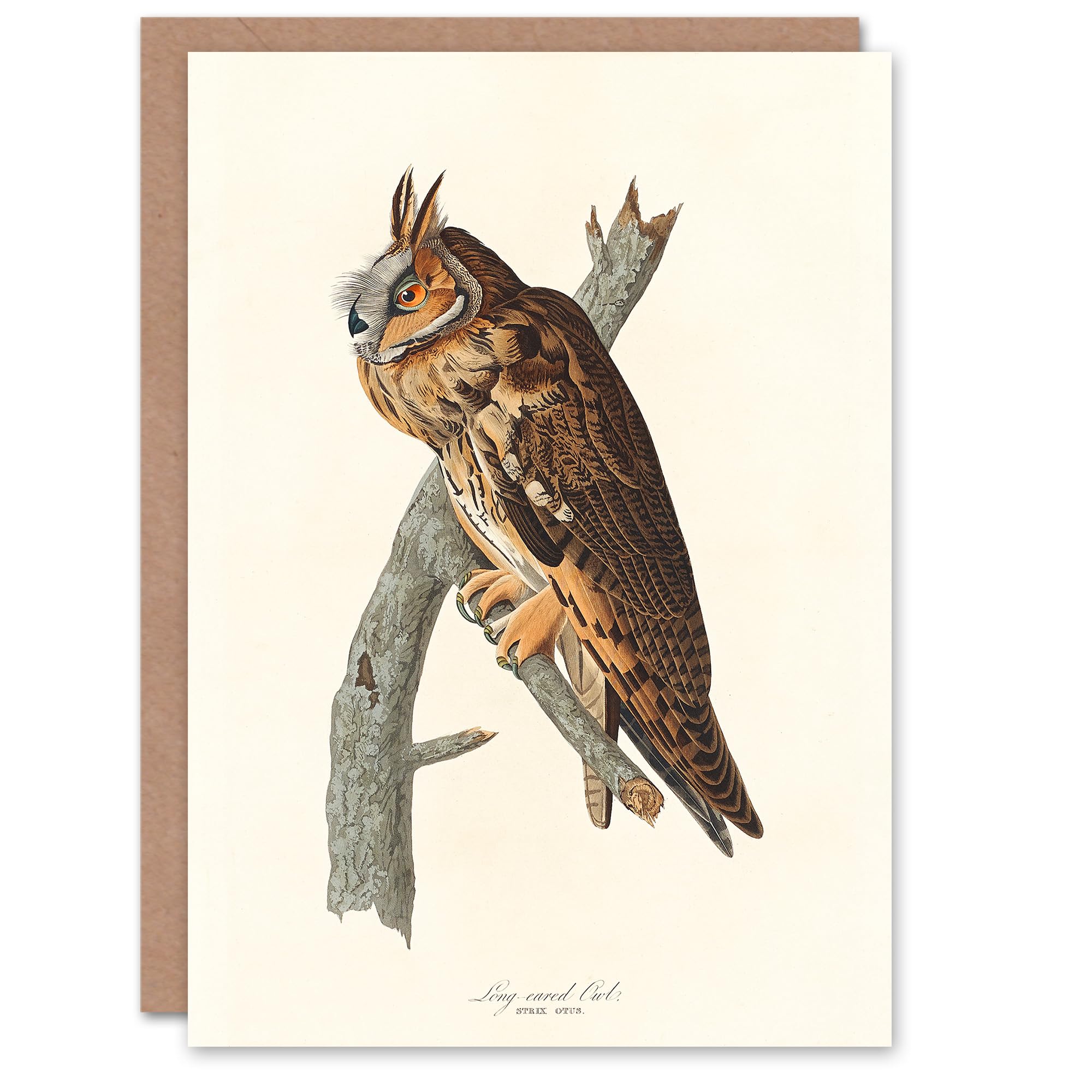 Artery8 John James Audubon Art Card Birds Of America Long Eared Owl