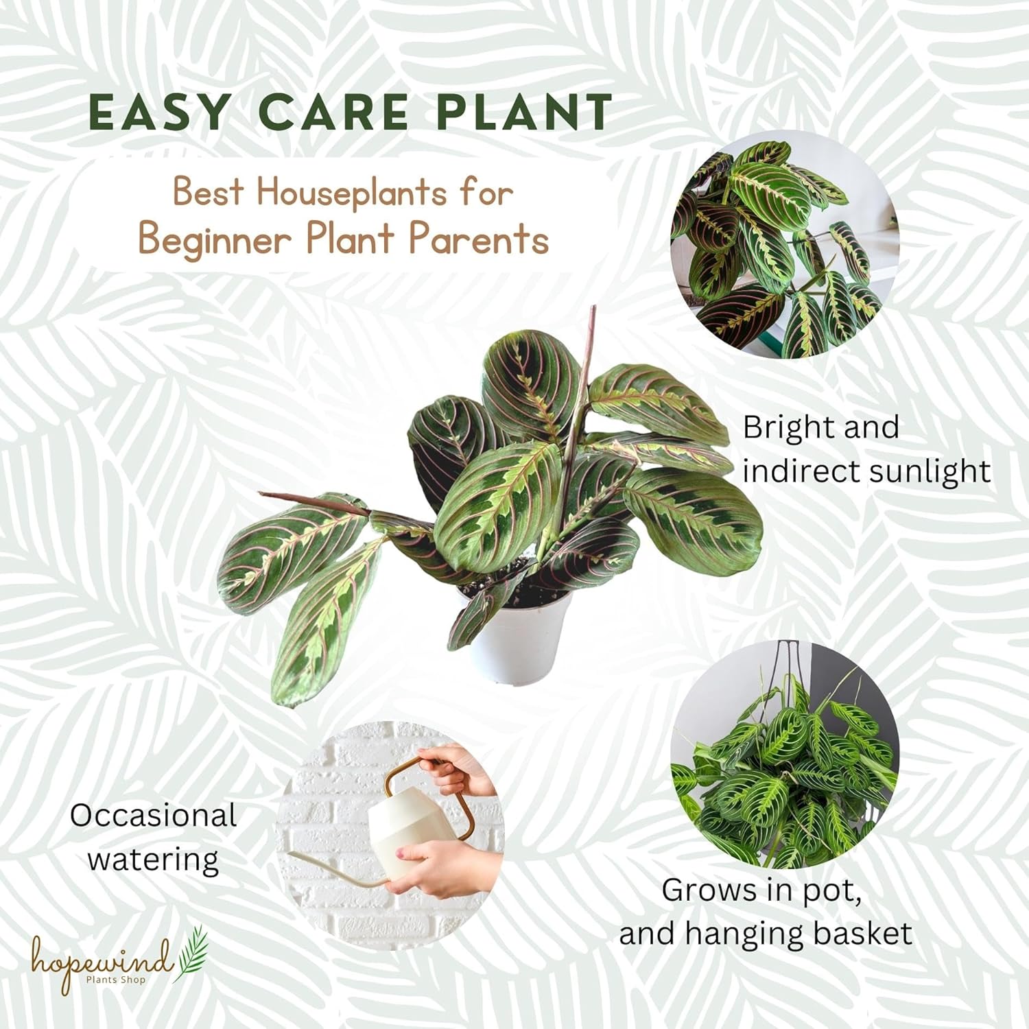 Red Prayer Plant, Red Maranta, Gorgeous Live Indoor Plant, Easy to Care and Rare Variety 4 inch Pot