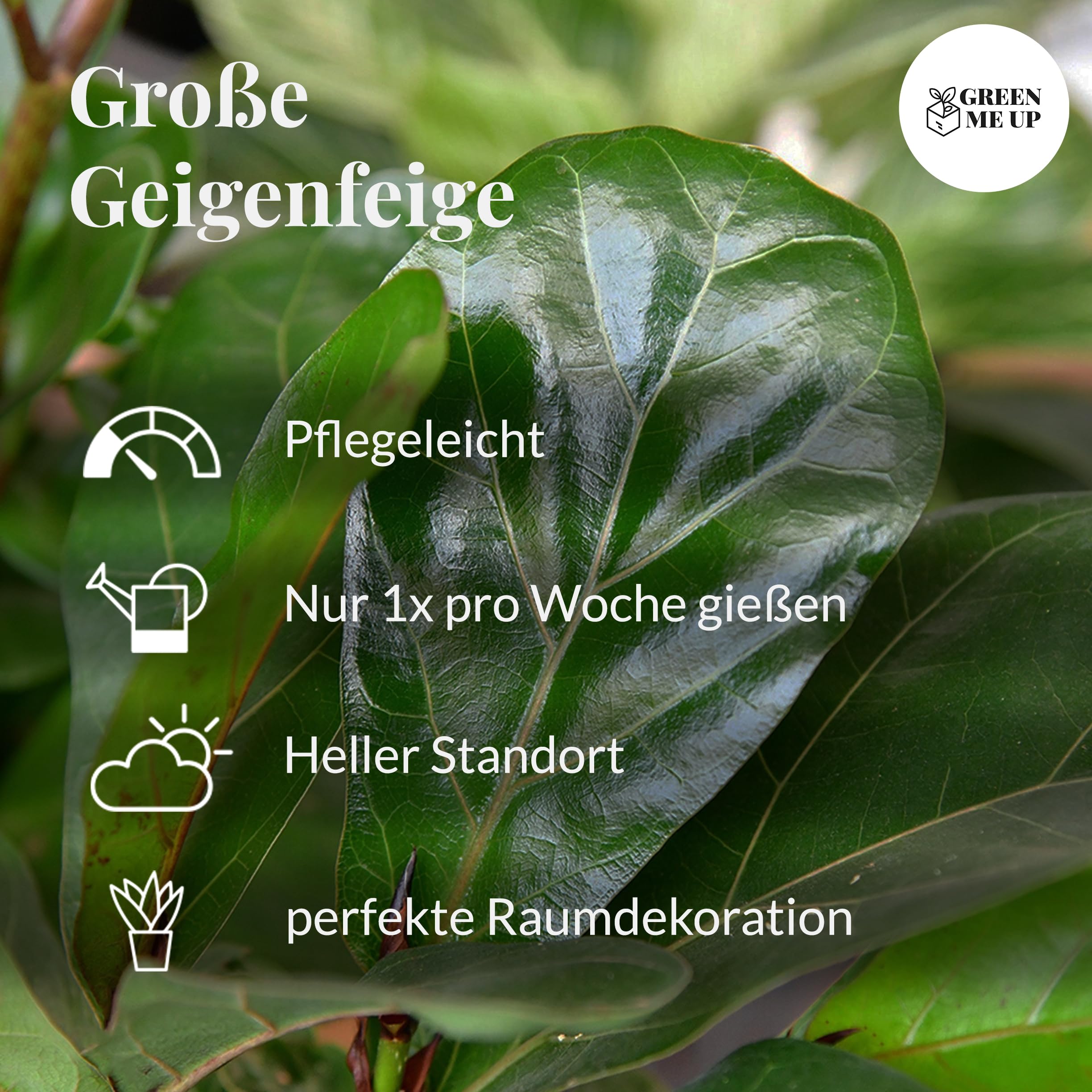 Geigenfeige Ficus lyrata - große Zimmerpflanze 100-110 cm - Topf Ø19-21 cm - pflegeleicht - 1x pro Woche gießen - heller Standort - ideale Bodenpflanze für Wohnzimmer & Büro