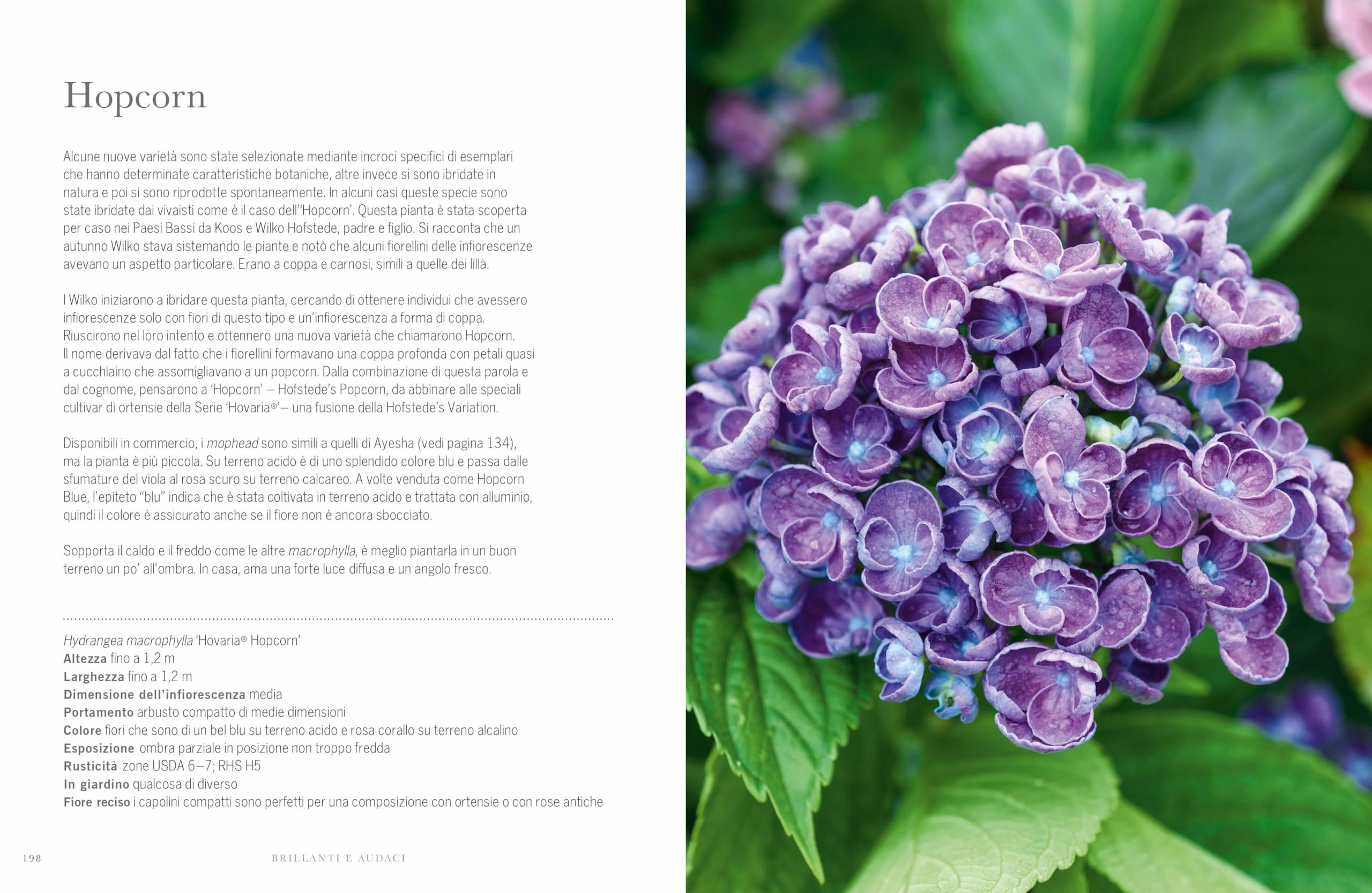 Ortensie. Le più belle varietà per casa e giardino