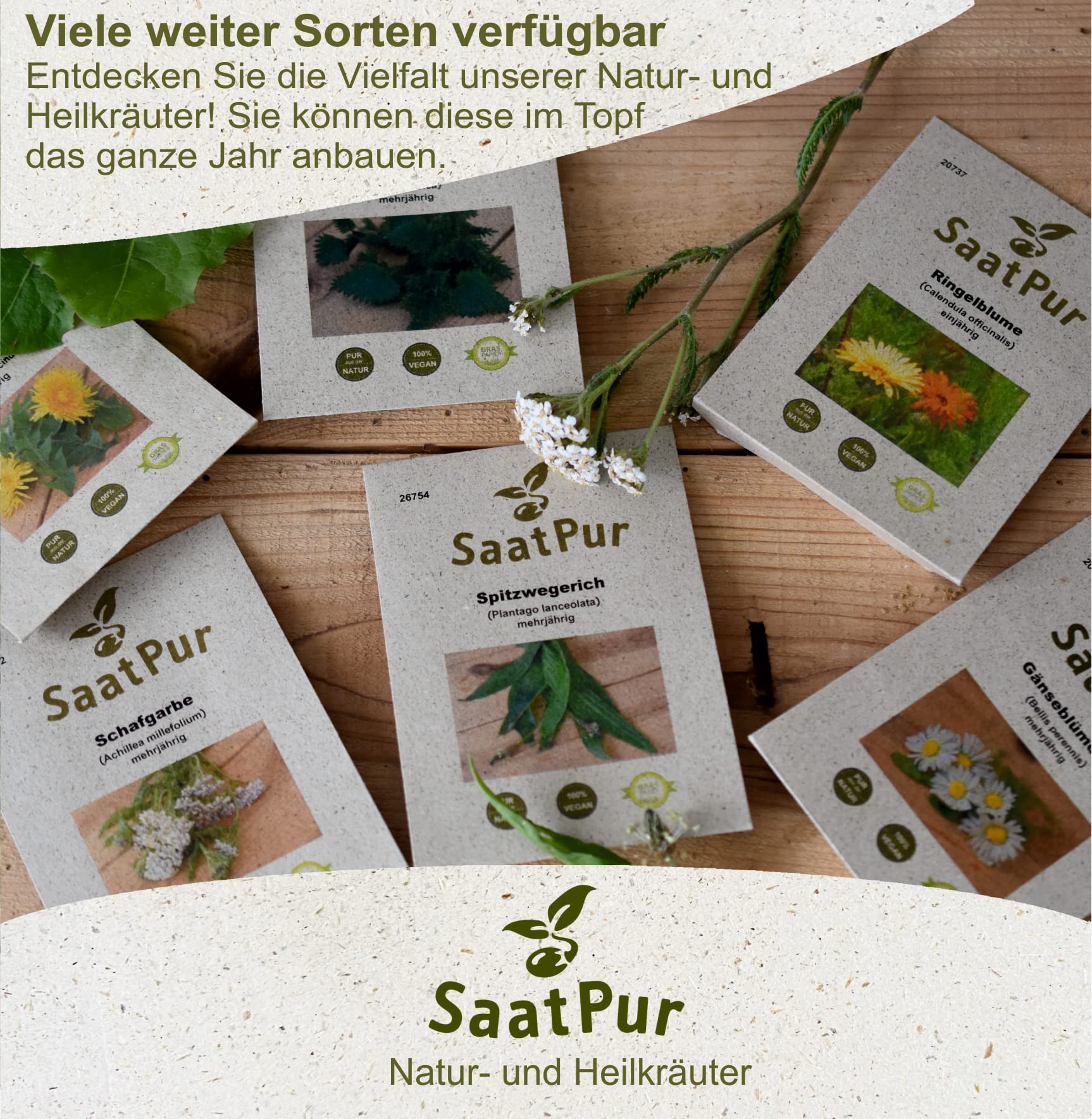 SaatPur Basilikum Samen, Basilikum Geronimo Saatgut - Kleines Tray mit 25 Portionstüten für je ca. 200 Pflanzen