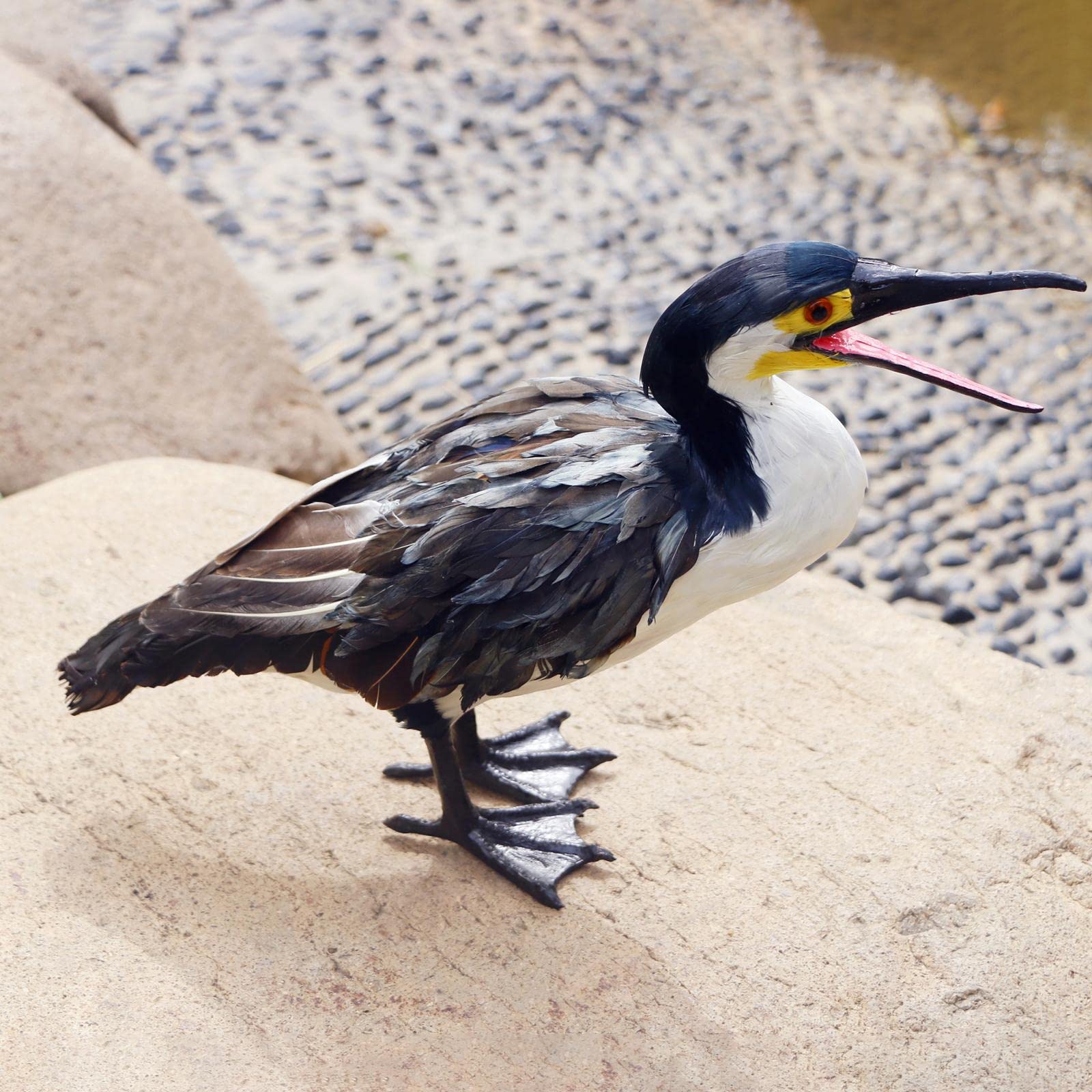 Realistische künstliche gefiederte Kormoran Statue Garten Schrank Heimdekoration Kormoran Statue Kunstsammlung