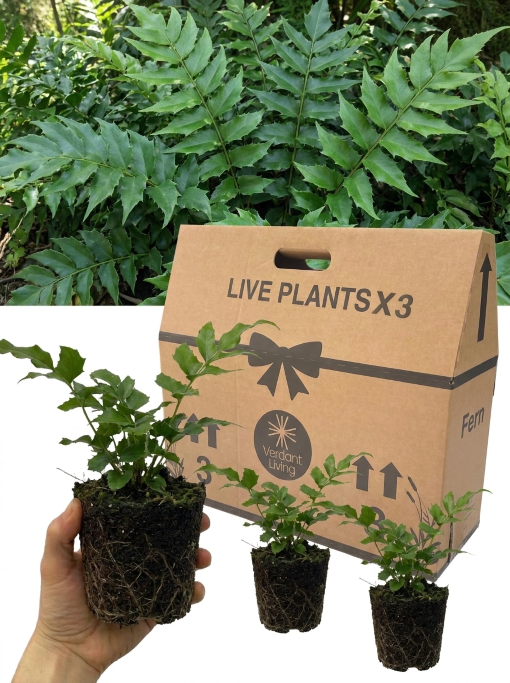 3 Holly Fern Plants – 1 Litre Root Ball – Cyrtomium Fortunei, Hardy Evergreen Perennial Ferns for Shade, Garden, Patio, Borders & Indoors – Easy Care, Low Maintenance, Pet Safe, UK Grown