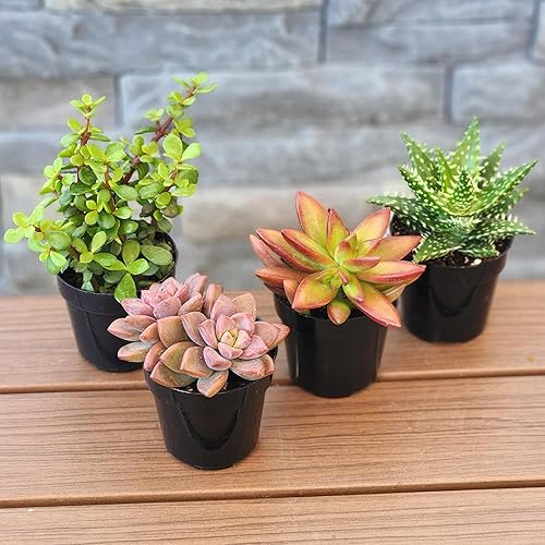 Miniatura 2 de Altman Plants, Plantas suculentas vivas (4 unidades), regalos para amantes de las plantas suculentas, plantas de interior vivas en tierra para