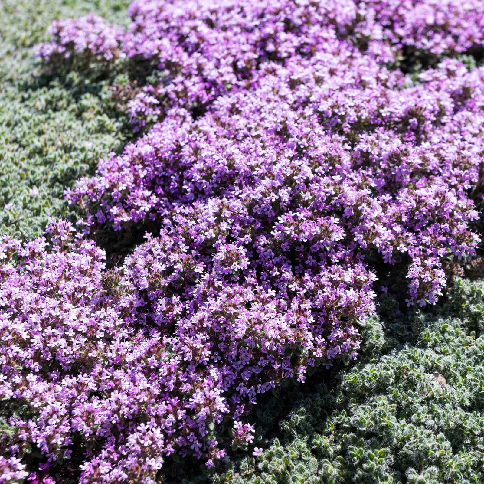 Eden Brothers Creeping Thyme Seeds