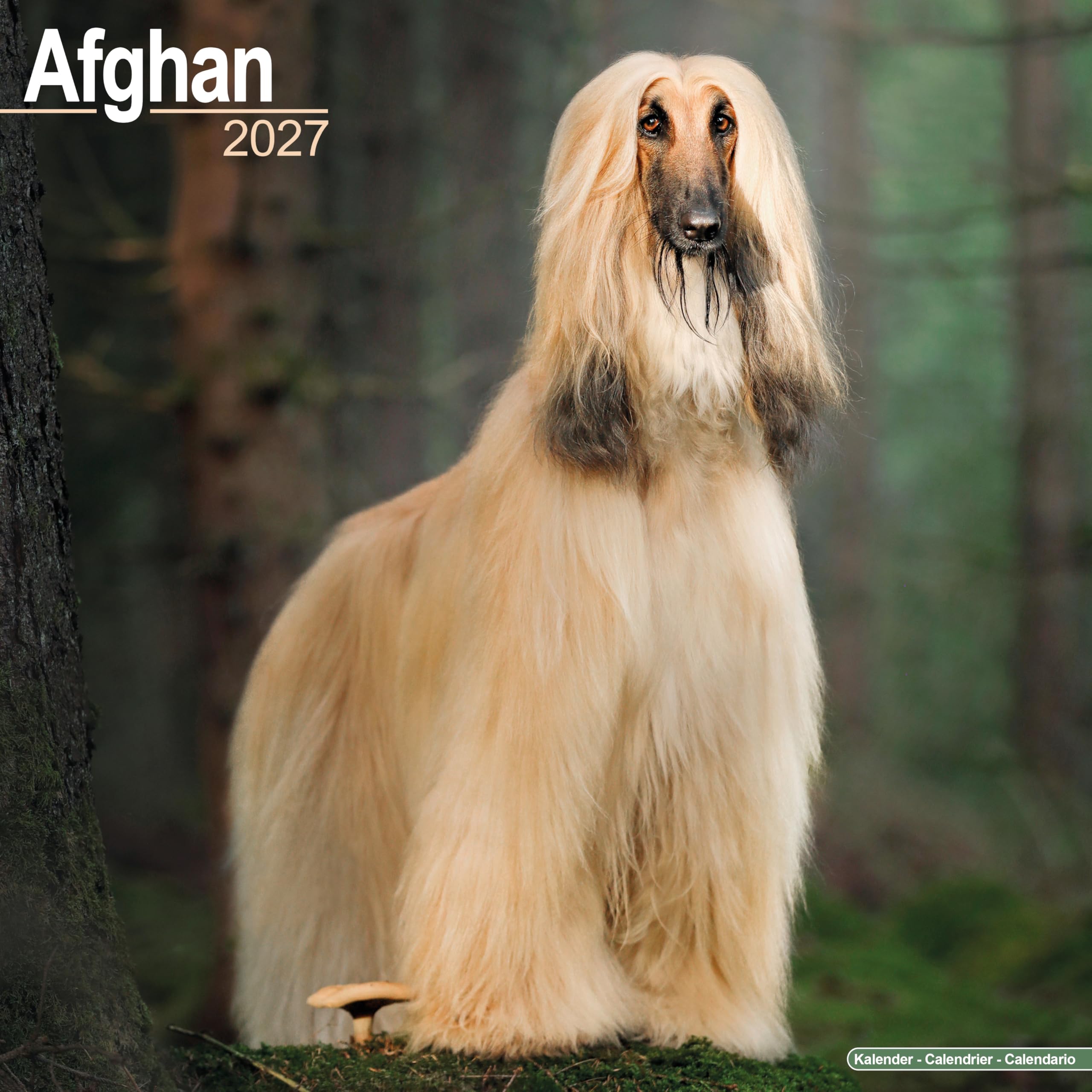 Afghan 2027 Calendar | Square Wall Calendar | Dog Breed Gift | Plastic Free Packaging | by Avonside Publishing