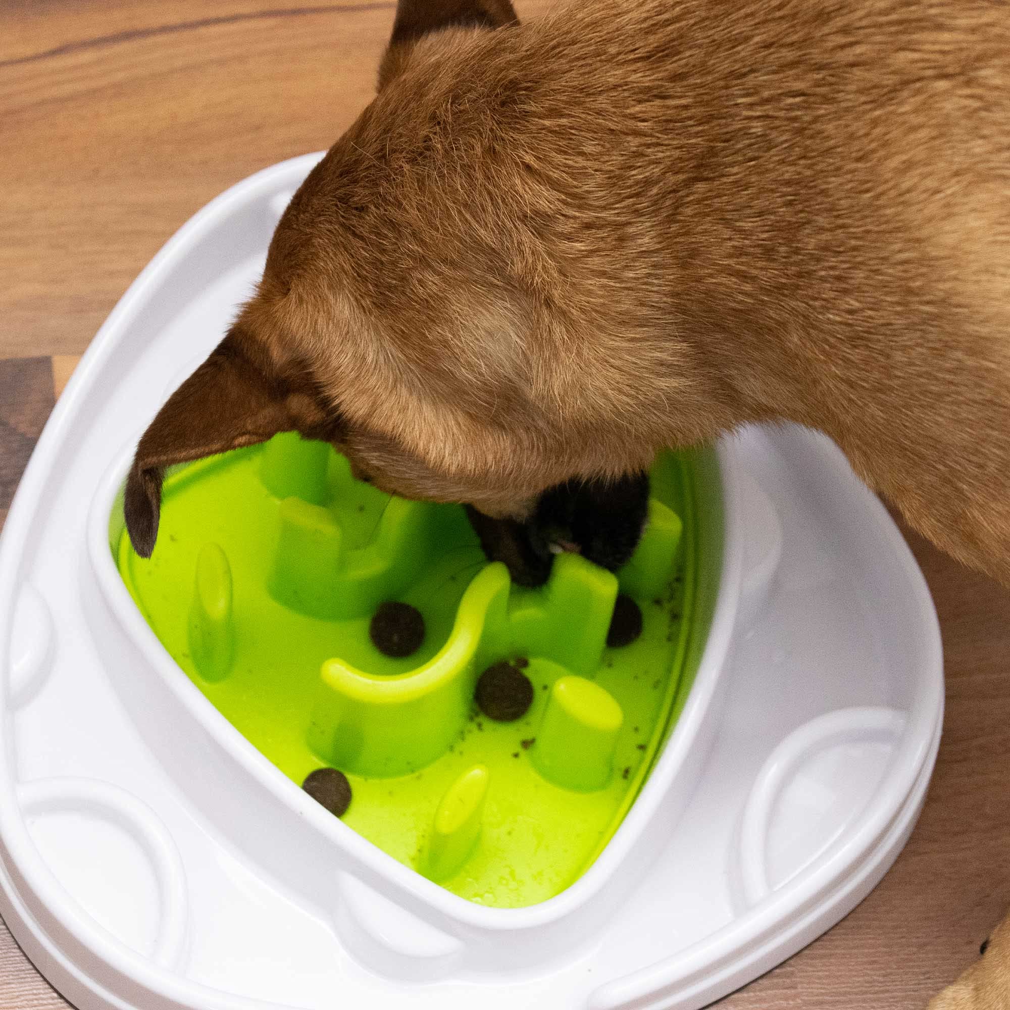 All For Paws Interactives Food Maze Toy for Dogs, 5.45 kg : Amazon.co.uk:  Pet Supplies