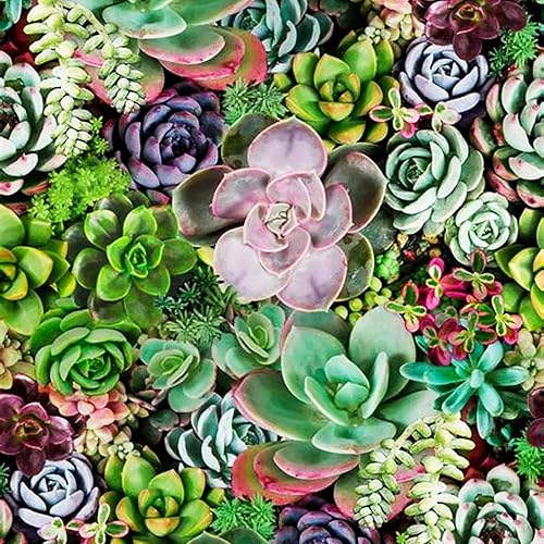 SEEDS4SPRING Suculentas mezcla de plantas raras exóticas suculentas de cactus de 200 piezas de semillas fabricadas en Estados Unidos se envía desde