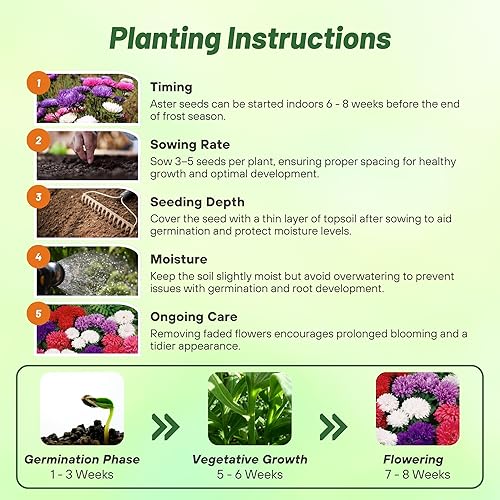 Miniatura 4 de Outsidepride 2000 semillas anuales Callistephus Dwarf Milady Aster Milady Flower Seed Mix para plantar