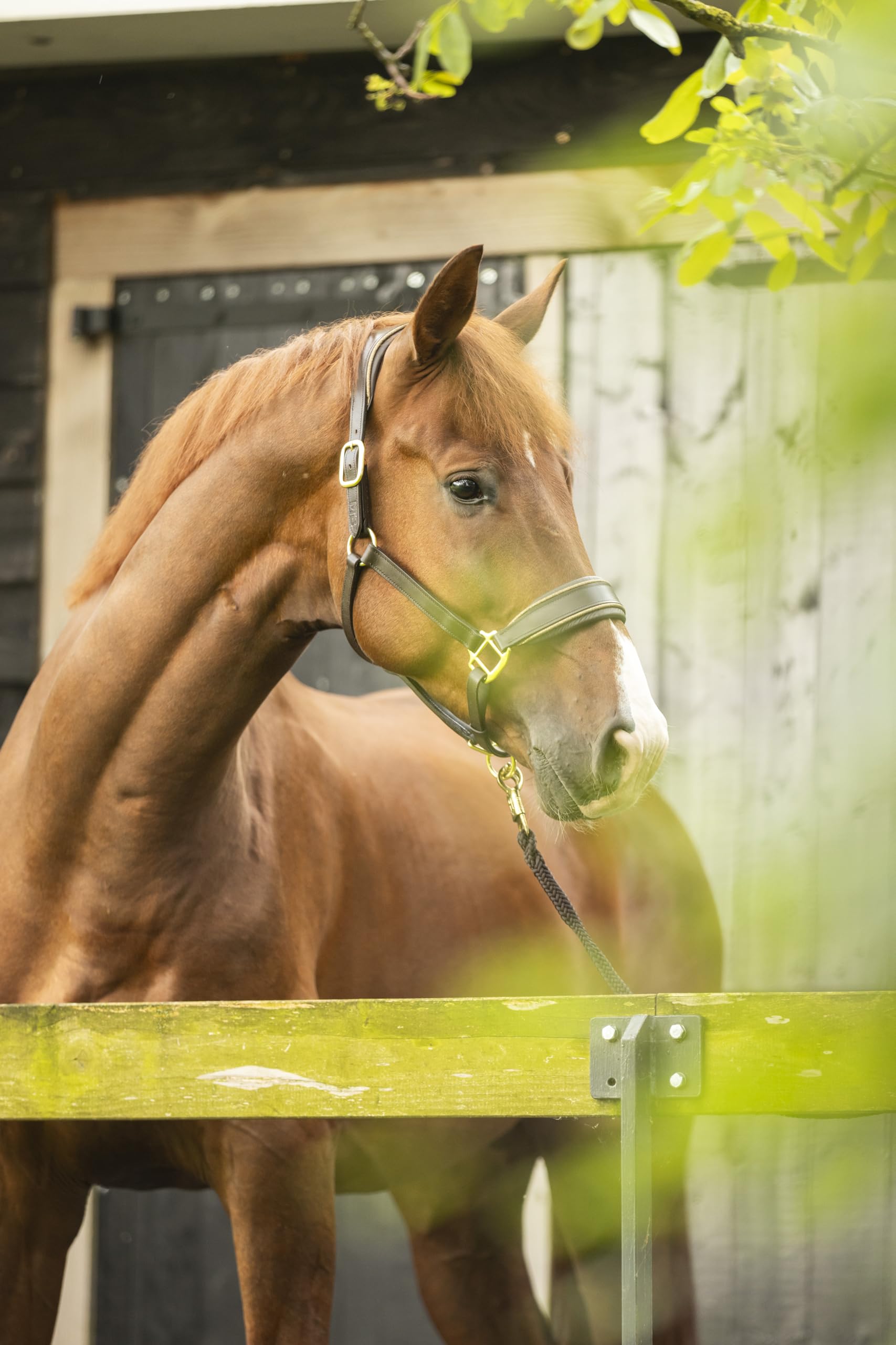 Lederhalfter Mit Glitzer-Details – Anatomisch Geformt, Weich Gepolstert & Beidseitig Verstellbar – Cob & Full (Braun/Gold, Pony)