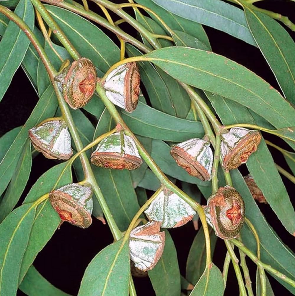 ユーカリ様※専用 ユーカリ：グニーセレクト4号ポット の通販 | 園芸ネット