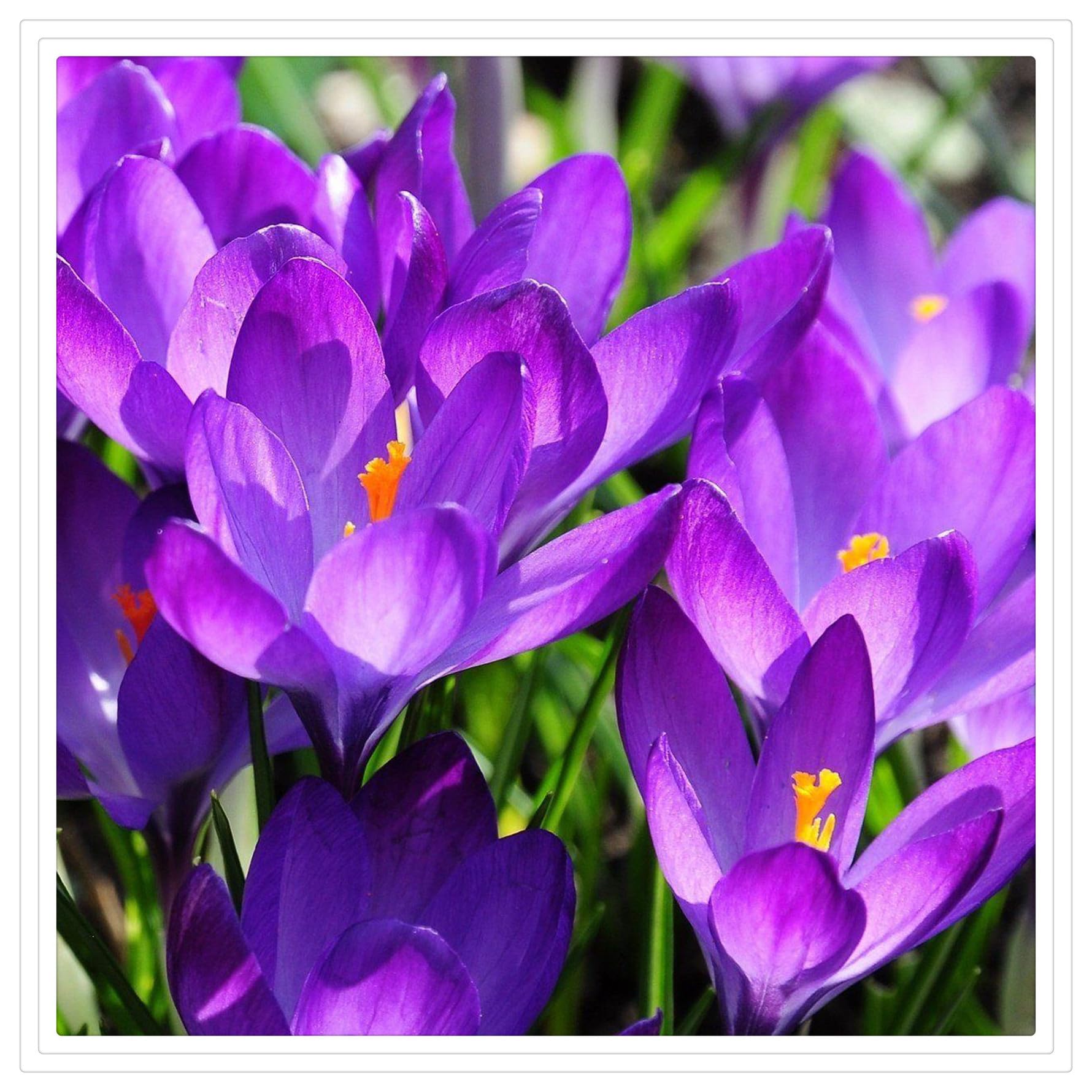 krokus Rhizom -Elegante Geschenke-Nicht Alltägliches Design-Fein Gestaltet-Begrenzte Edition-15 krokus Rhizom