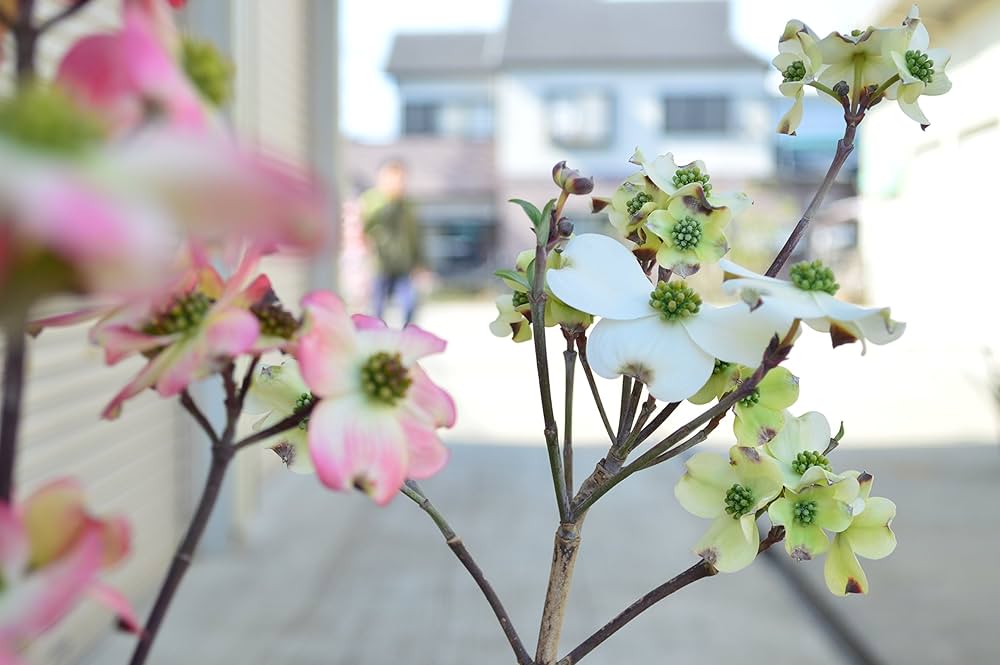 Amazon.co.jp: ハナミズキ苗赤白ピンク3色セット いろんなハナミズキが