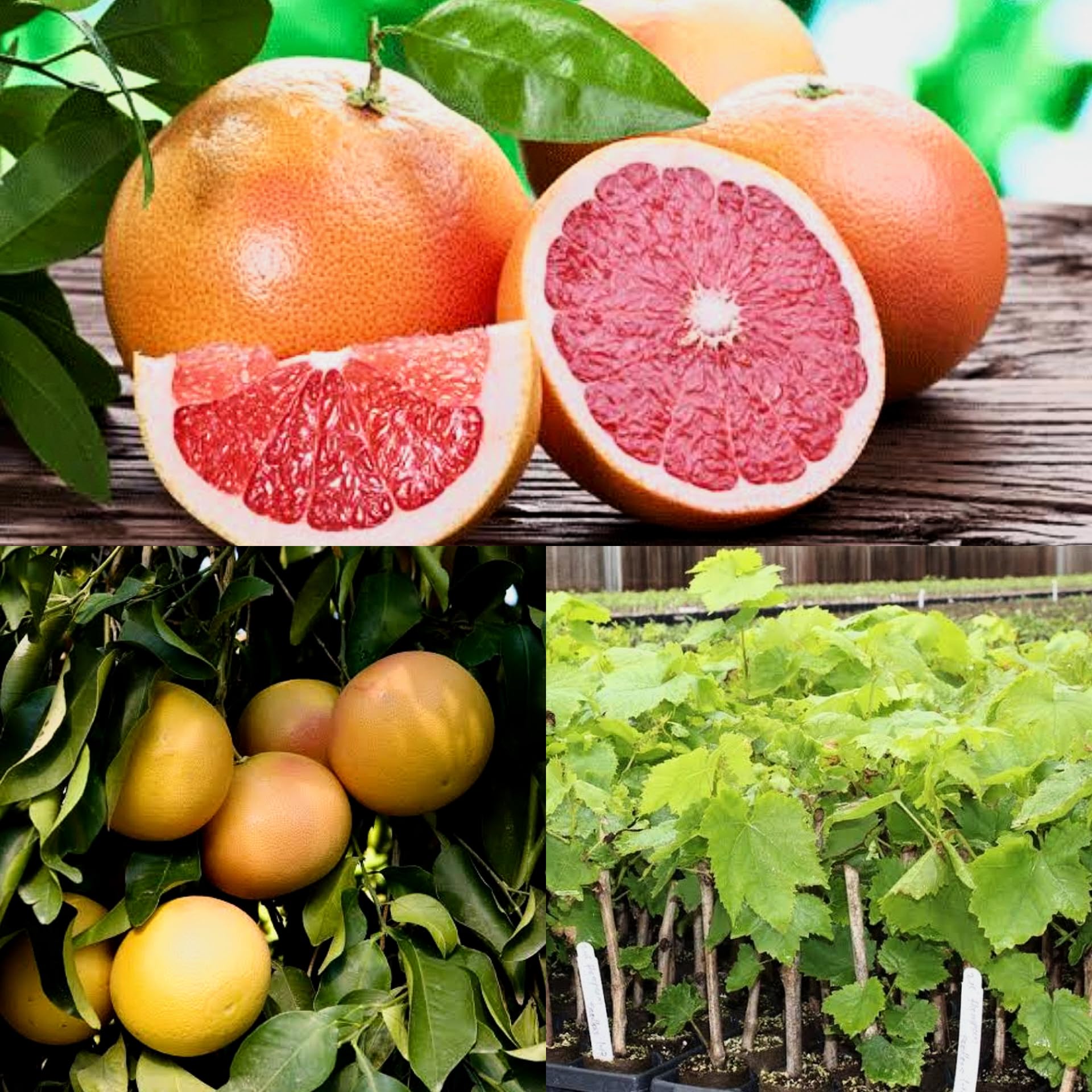 S.D ENTERPRISE Organic Grape Fruit Live Plant (B0CL4GNG2H) Amazon Price History, Amazon Price Tracker