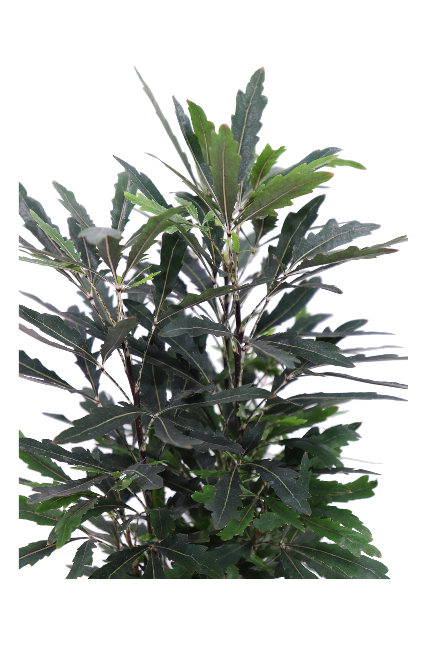 Pianta di Aralia Elegantissima o Plerandra Elegantissima pianta arbustiva ornamentale da arredo interno pianta vera venduta da eGarden.store