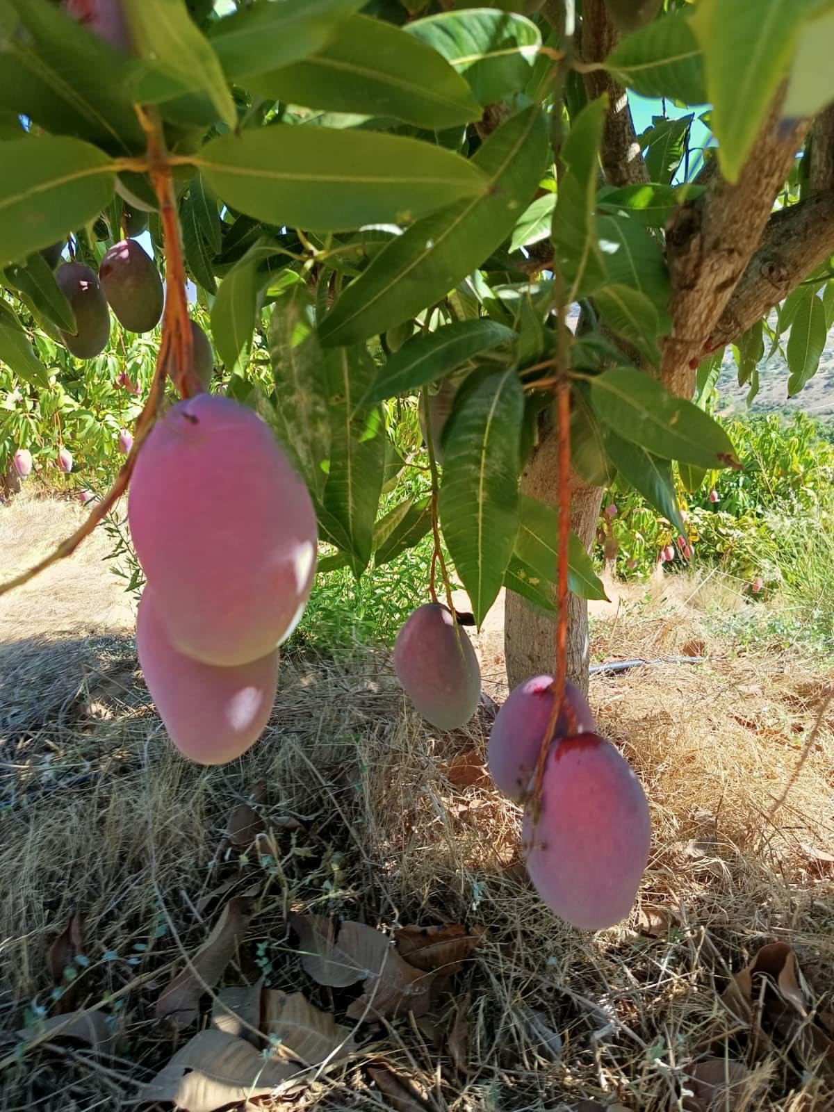 Vitalem – Caja de Mangos 2.5kg | Cultivo Local de la Axarquía (Málaga) | Fruta Fresca de Temporada | Directo del Agricultor | 100% Natural y Sostenible
